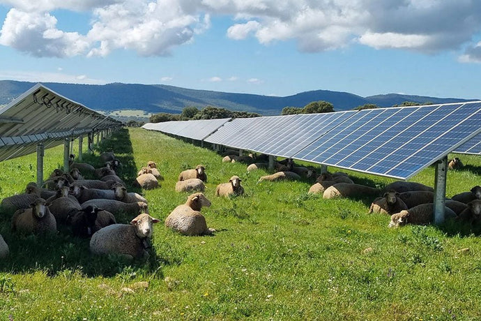 Instalații agrivoltaice: Un pas înainte pentru o agricultură verde și eficientă